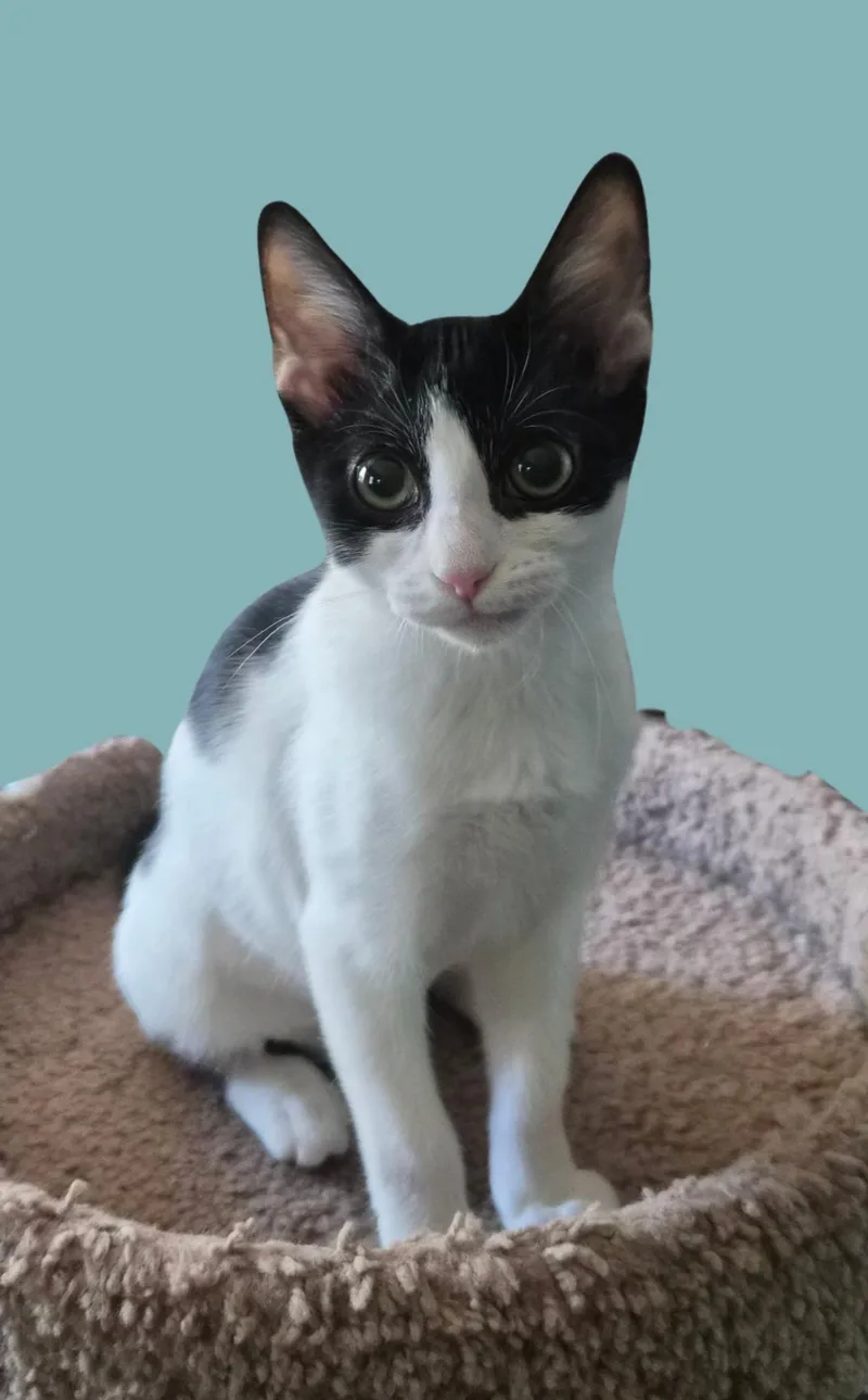 A baby medium-sized female Black & White / Tuxedo Domestic Short Hair cat named Elvis for adoption in Austin, TX