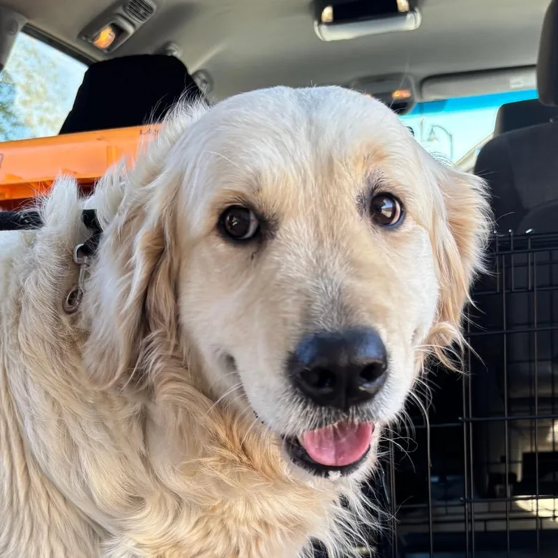 An adult large-sized female Yellow / Tan / Blond / Fawn Golden Retriever dog named Hannah A for adoption in Mission Hills, CA