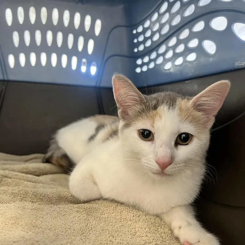 An adult large-sized female Calico Domestic Medium Hair cat named Pinto for adoption in West Palm Beach, FL