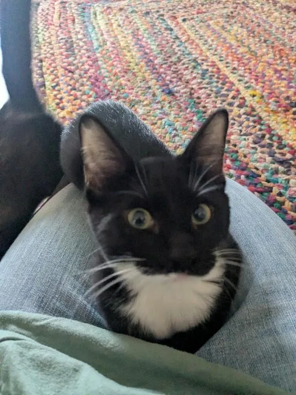A young medium-sized female Domestic Short Hair cat named Finch for adoption in Fort Collins, CO