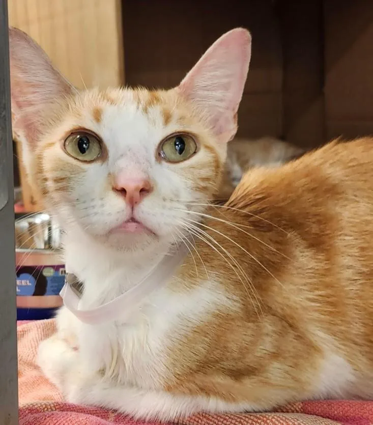 A young medium-sized female Domestic Short Hair cat named Mimi for adoption in Houston, TX
