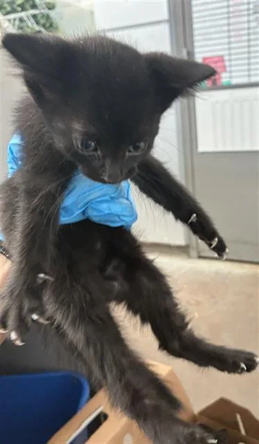 A baby medium-sized female Domestic Short Hair cat named Starr for adoption in Dallas, TX