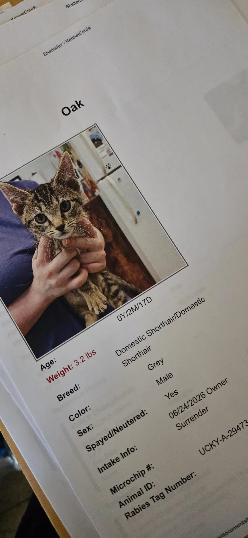A young medium-sized male Tabby (Brown / Chocolate) Tabby cat named Oak for adoption in Evansville, IN