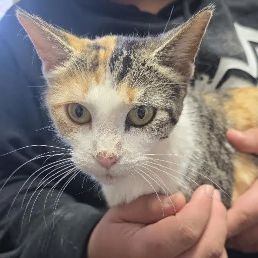 A young small-sized female Calico American Shorthair cat named Pixel for adoption in Blue Earth, MN