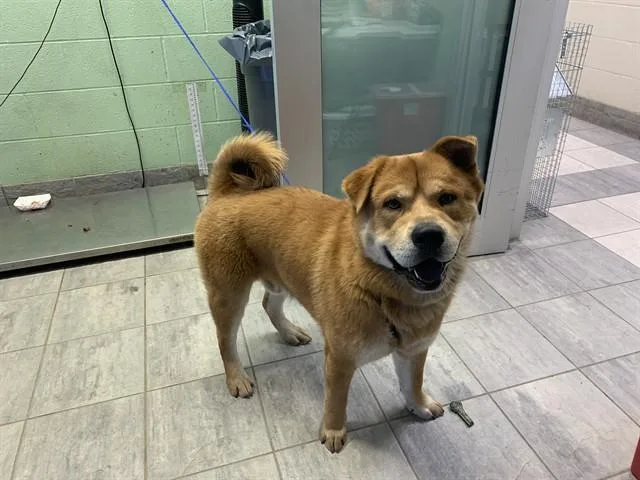 A young large-sized male Chow Chow dog named Balto for adoption in Grand Prairie, TX