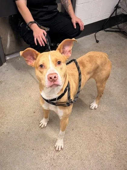 A baby medium-sized male Yellow / Tan / Blond / Fawn Pit Bull Terrier dog named Breeze for adoption in Cleveland, OH