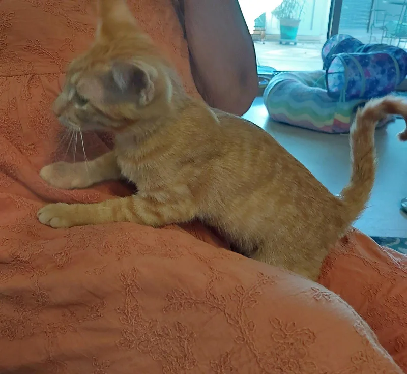 A baby medium-sized male Tabby (Orange / Red) Tabby cat named Shawn for adoption in San Antonio, TX