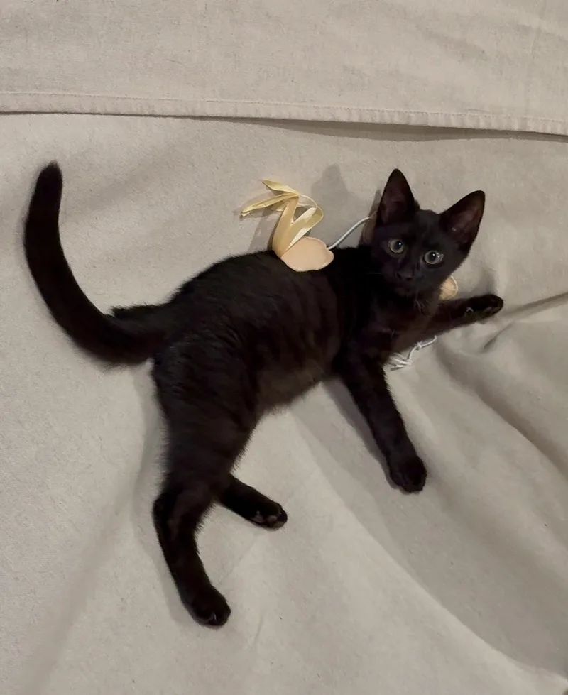 A baby medium-sized male Black Domestic Short Hair cat named Tysen for adoption in Staten Island, NY