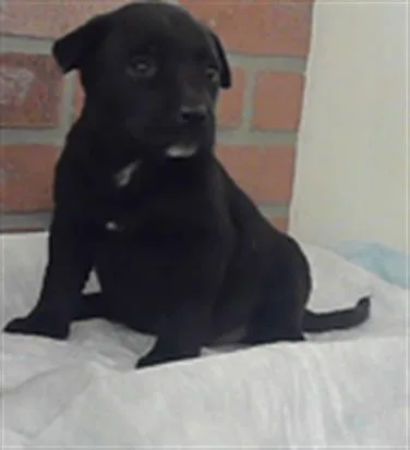 A baby small-sized female Labrador Retriever dog named Rey for adoption in Houston, TX