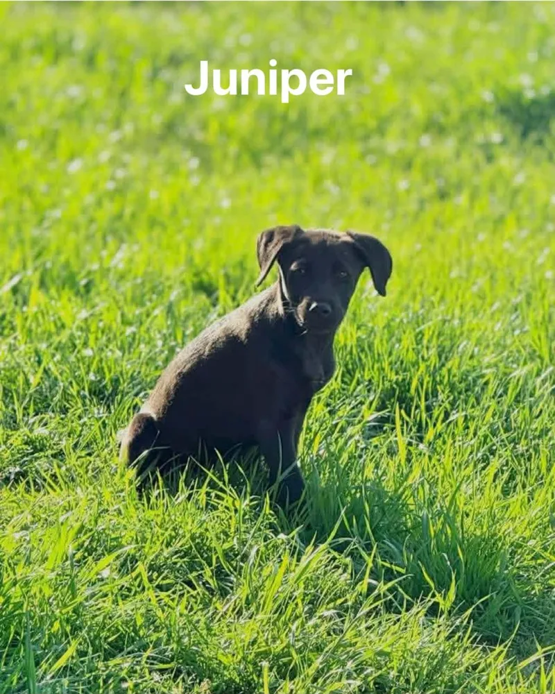 A baby medium-sized female Black Black Labrador Retriever dog named Juniper for adoption in Fort Payne, AL