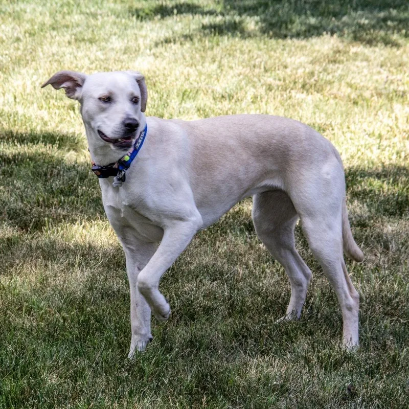 An adult medium-sized female Yellow / Tan / Blond / Fawn Labrador Retriever dog named Monkey for adoption in Wichita, KS