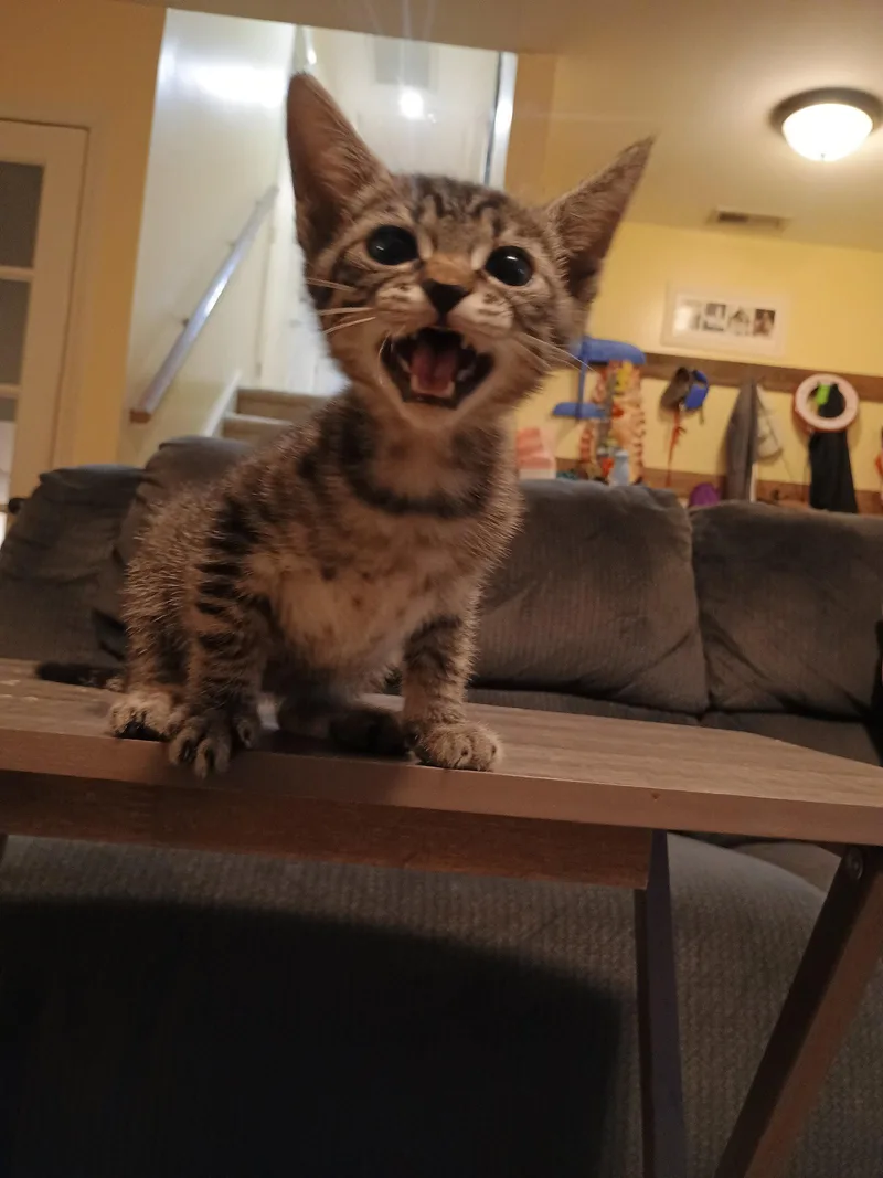 A young medium-sized male Domestic Short Hair cat named Pavarotti for adoption in Pittsboro, NC