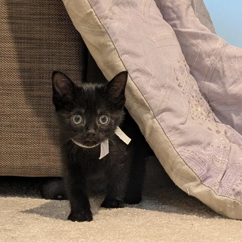 A baby small-sized male Black Domestic Short Hair cat named Michael Scott In Halethorpe for adoption in Alexandria, VA