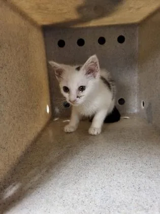 A baby small-sized female Domestic Short Hair cat named Biscuit for adoption in Gastonia, NC