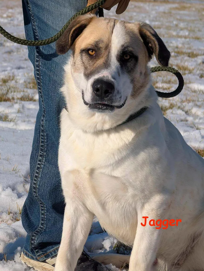 A young large-sized male Yellow / Tan / Blond / Fawn Mixed Breed dog named Jagger for adoption in Ladonia, TX