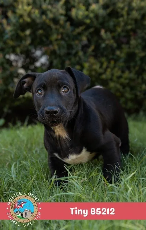 A young medium-sized male Black Mixed Breed dog named Tiny for adoption in Mobile, AL