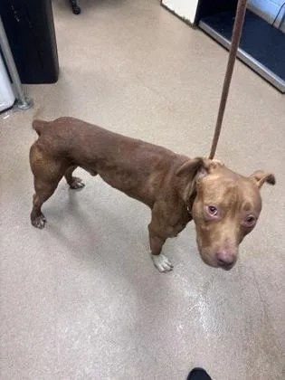An adult large-sized male Mixed Breed dog named Geocache for adoption in Chamblee, GA
