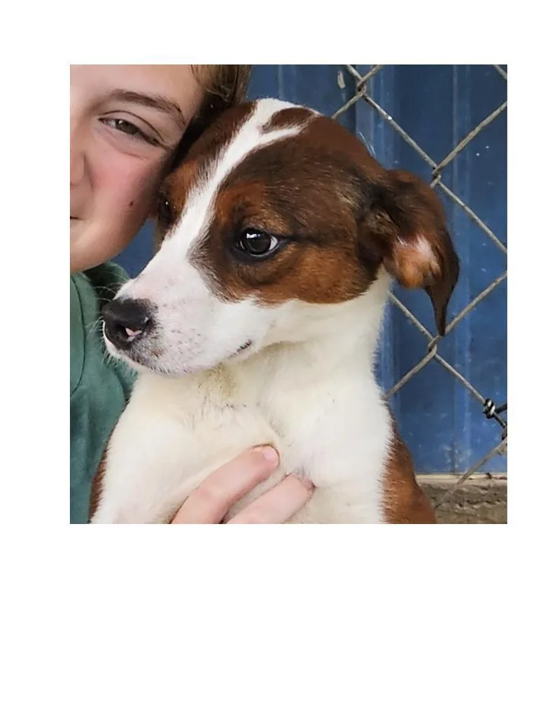 A young medium-sized male Tricolor (Brown, Black, & White) Beagle dog named Drake for adoption in Lawrenceburg, KY