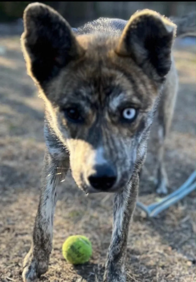 An adult medium-sized female Husky dog named Gaia for adoption in Holly Springs, NC