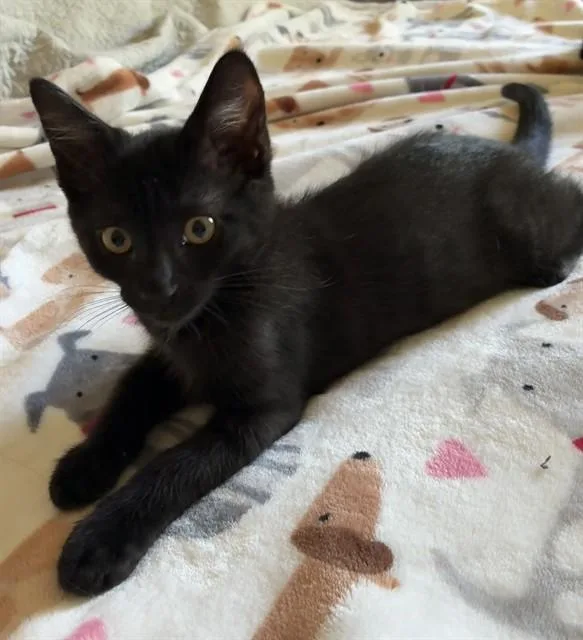 A baby small-sized male Domestic Medium Hair cat named Owen for adoption in Modesto, CA