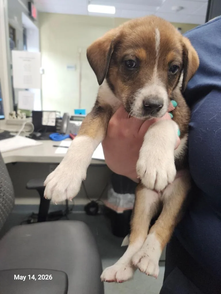 A baby large-sized male Mixed Breed dog named Bret for adoption in Sapulpa, OK