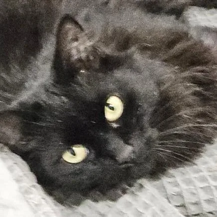 Lily