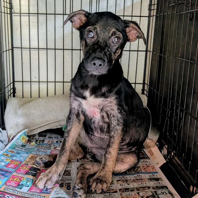 A baby medium-sized female Black Mixed Breed dog named Yasmin for adoption in Boaz, AL