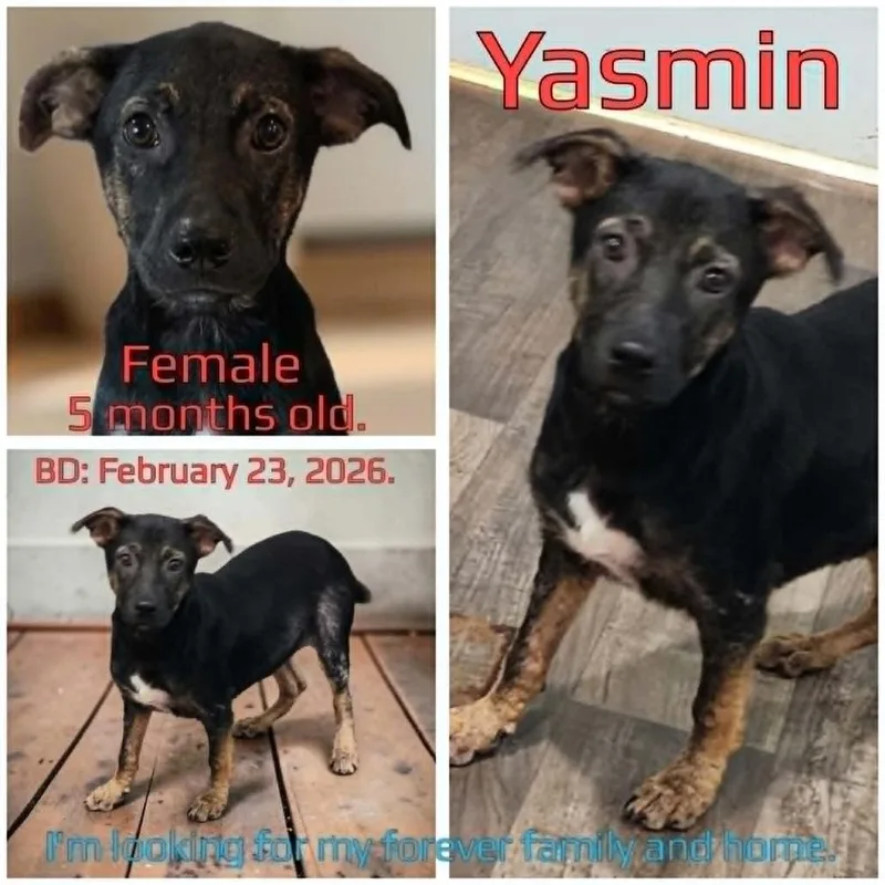 Yasmin thumbnail 3
