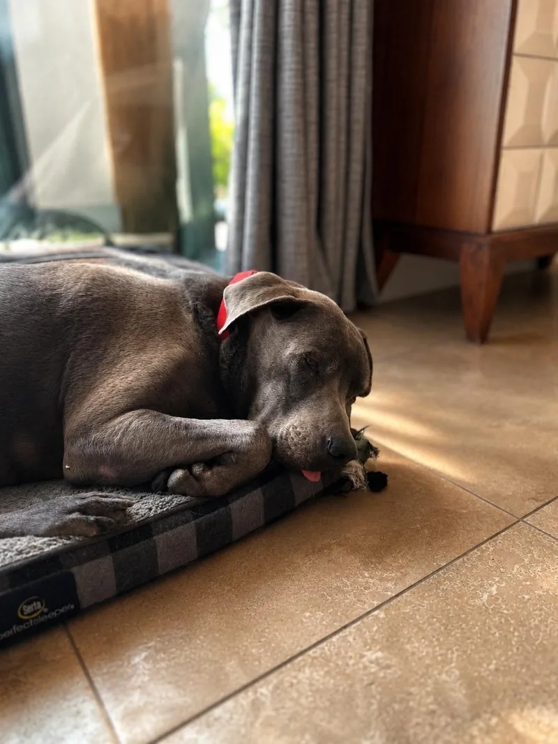 Bentley thumbnail 3