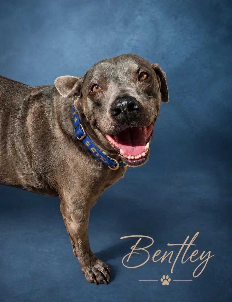 Bentley thumbnail 5