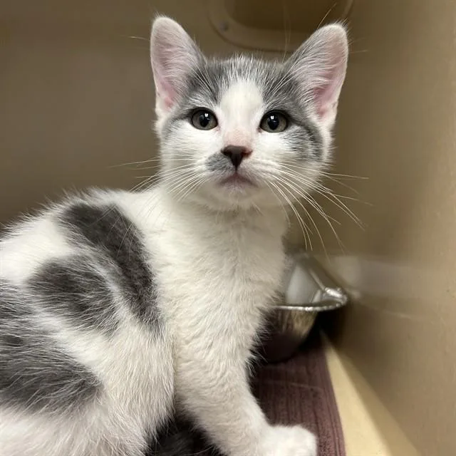 A baby small-sized male Domestic Short Hair cat named Tails for adoption in Lincolnton, NC