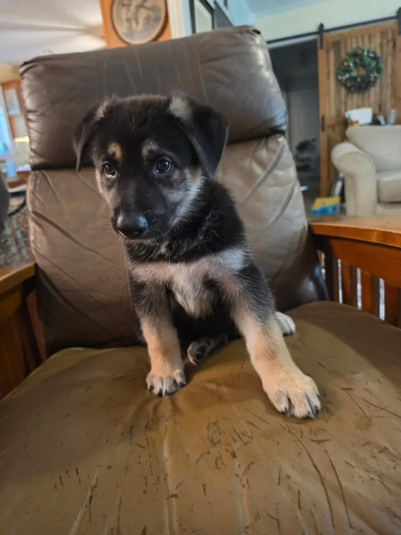 A baby small-sized male Belgian Shepherd / Malinois dog named Rebel Yellow Libery for adoption in Houston , TX