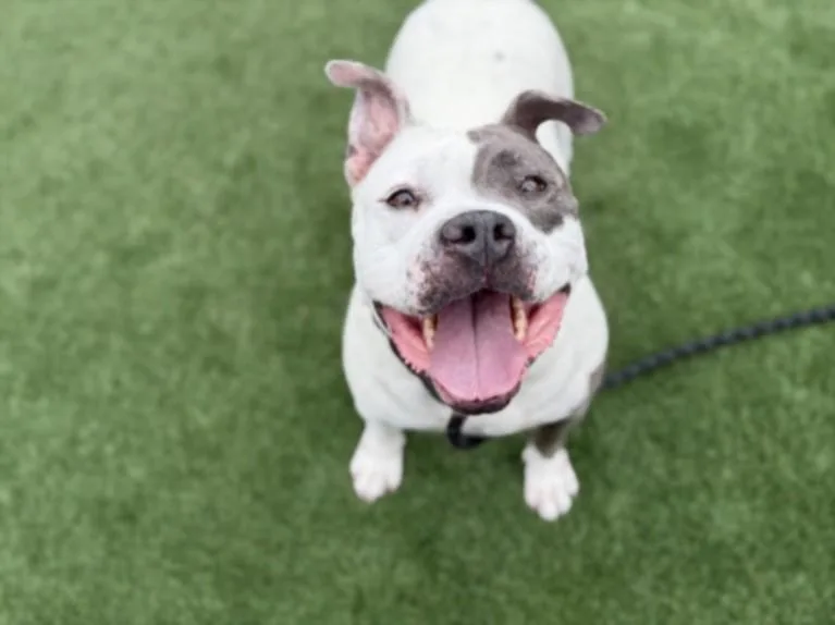 An adult large-sized female Pit Bull Terrier dog named Bunny for adoption in Los Angeles, CA