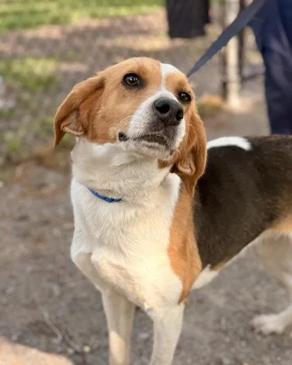 An adult large-sized female Mixed Breed dog named Constance for adoption in Fairfax, VA