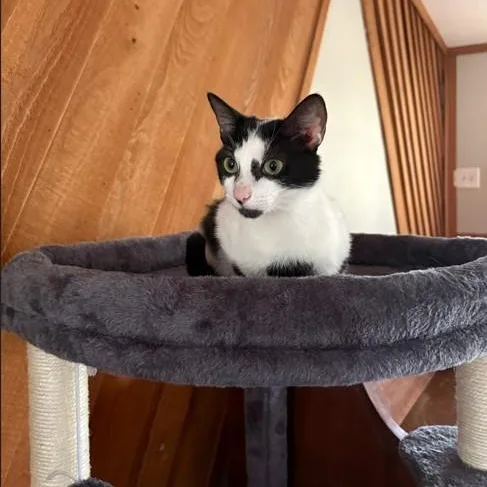 A young medium-sized female Black & White / Tuxedo Domestic Short Hair cat named Tulip for adoption in SNOW HILL, NC