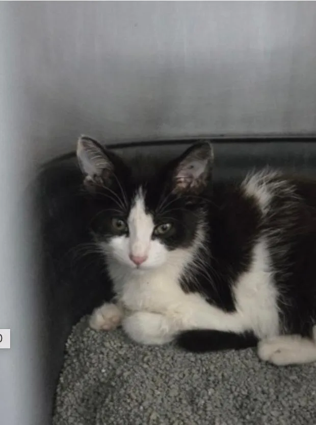 A baby small-sized female Black Domestic Short Hair cat named Lana for adoption in Marshall, NC