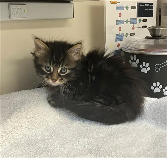 A baby small-sized male Domestic Long Hair cat named Slinky for adoption in San Luis Obispo, CA
