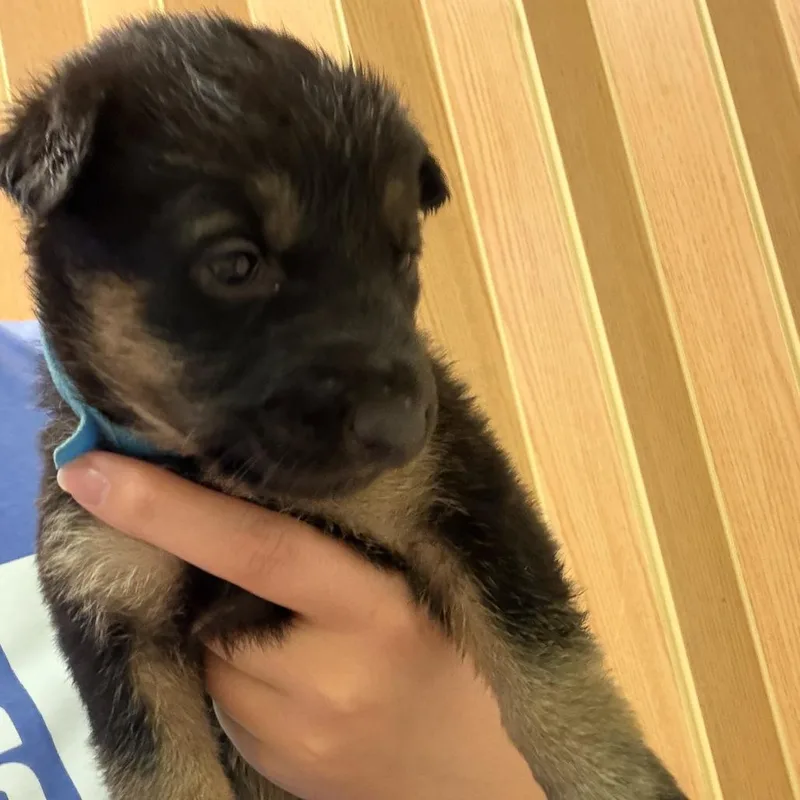 A baby small-sized female Black German Shepherd Dog dog named Cassini for adoption in Austin, TX