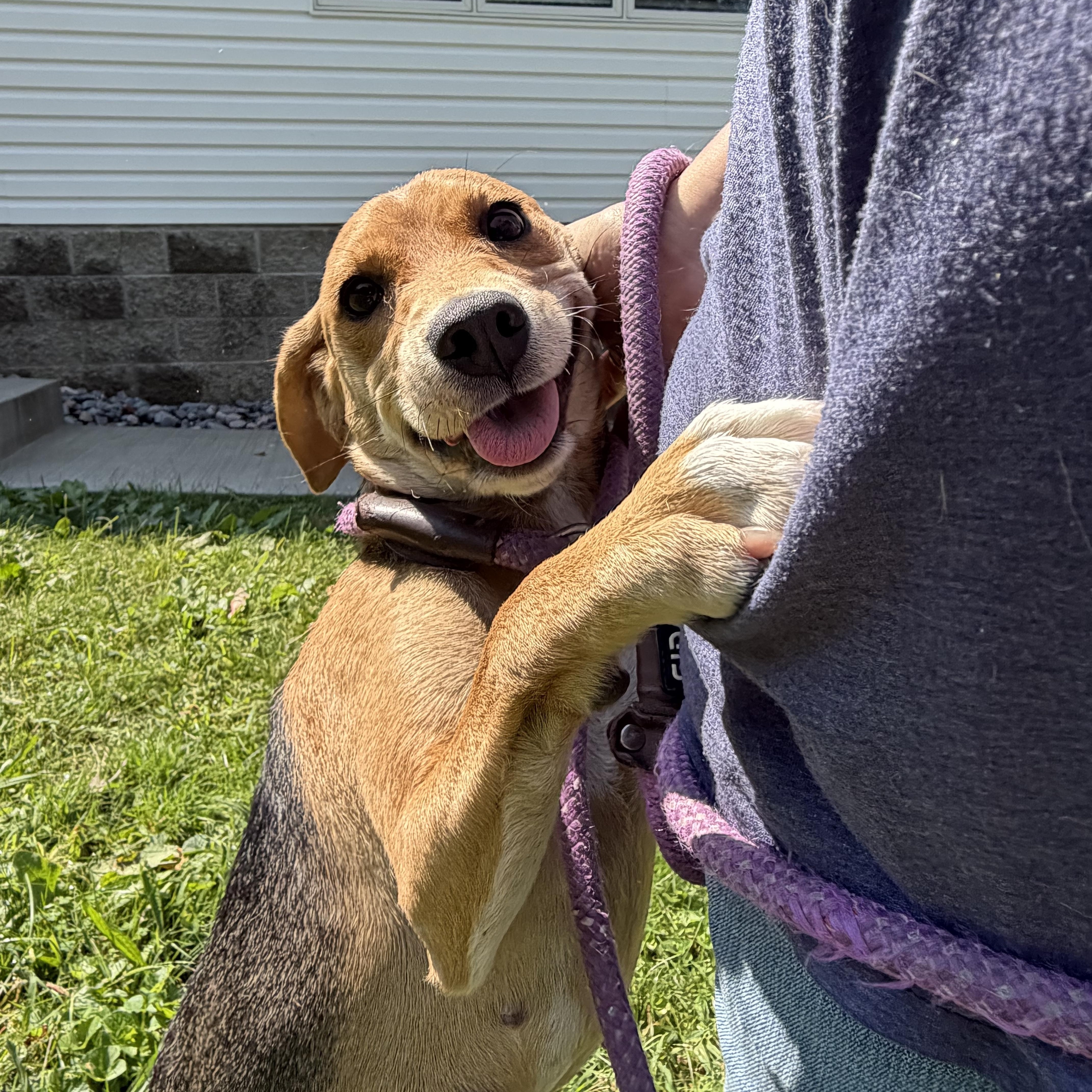 A baby medium-sized female Tricolor (Brown, Black, & White) Beagle dog named Madam Lucy for adoption in Latrobe, PA