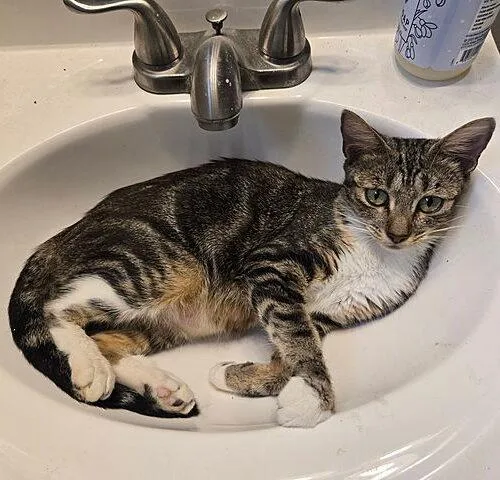 A young medium-sized female Domestic Short Hair cat named Mama Georgia for adoption in Tampa, FL