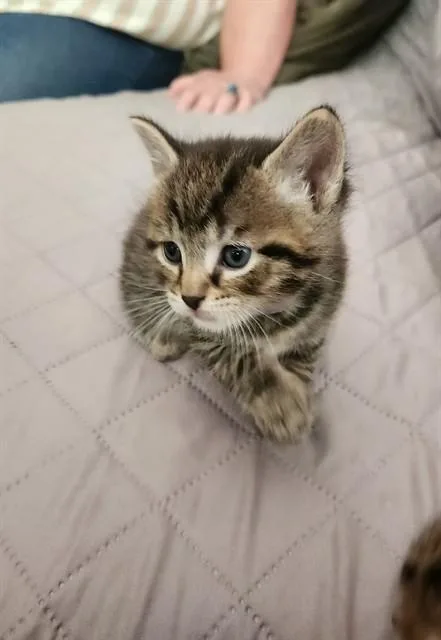 A baby small-sized male Domestic Short Hair cat named Rooster for adoption in Louisville, KY