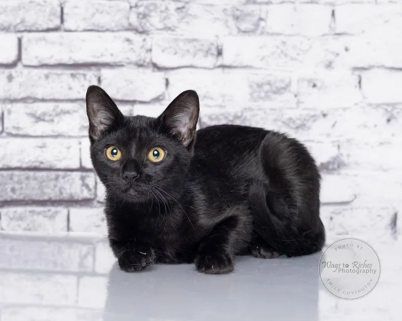 A baby medium-sized female Black Bombay cat named Bolo for adoption in Tuscaloosa, AL
