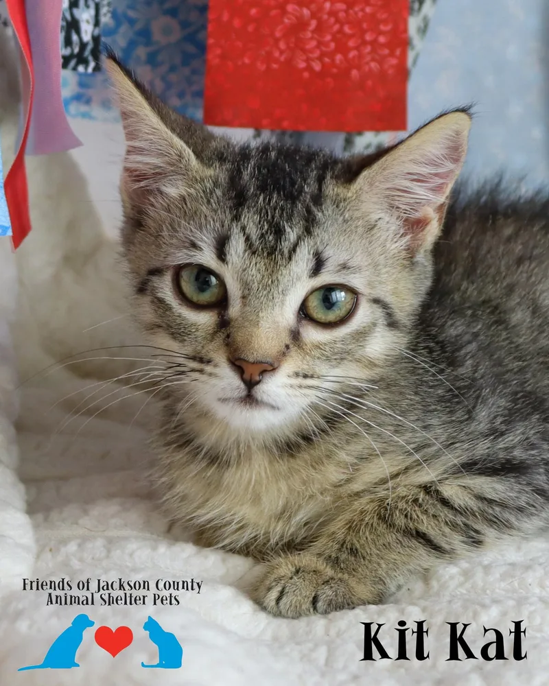 A baby small-sized female Domestic Short Hair cat named Kit Kat for adoption in Ocean Springs, MS