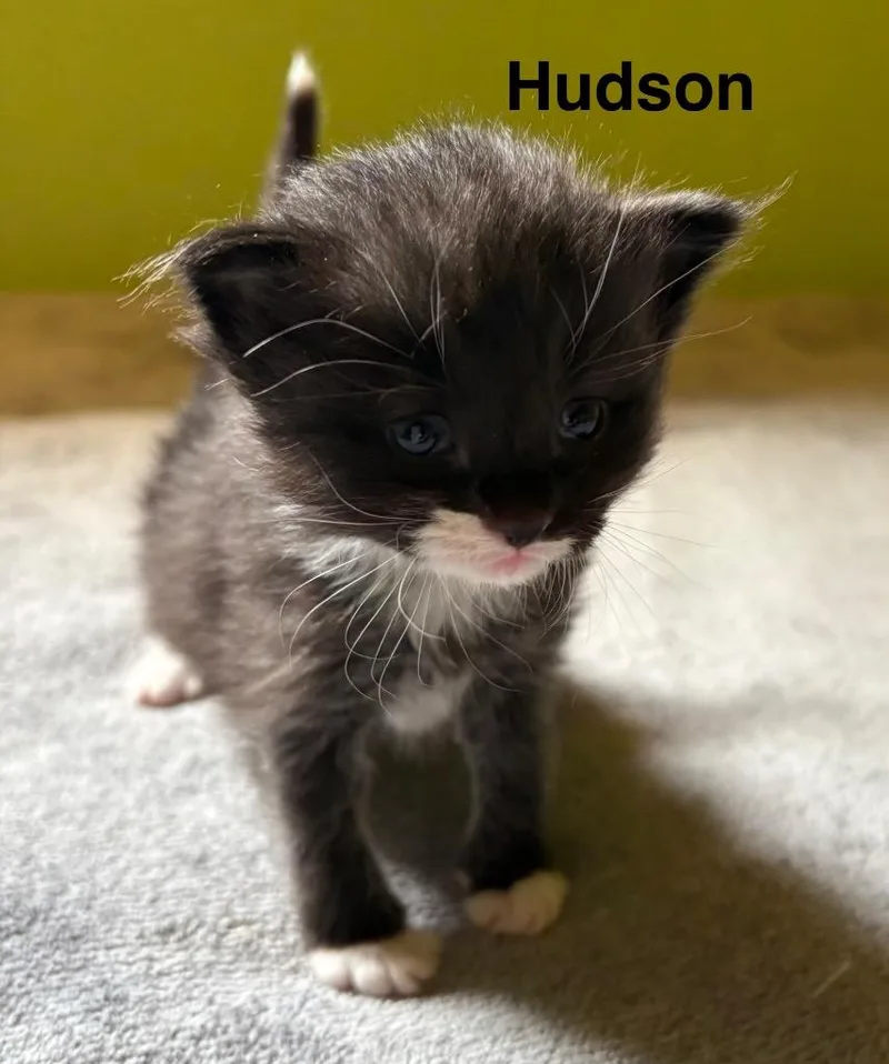 A baby medium-sized male Domestic Short Hair cat named Hudson for adoption in Johnson City, TN