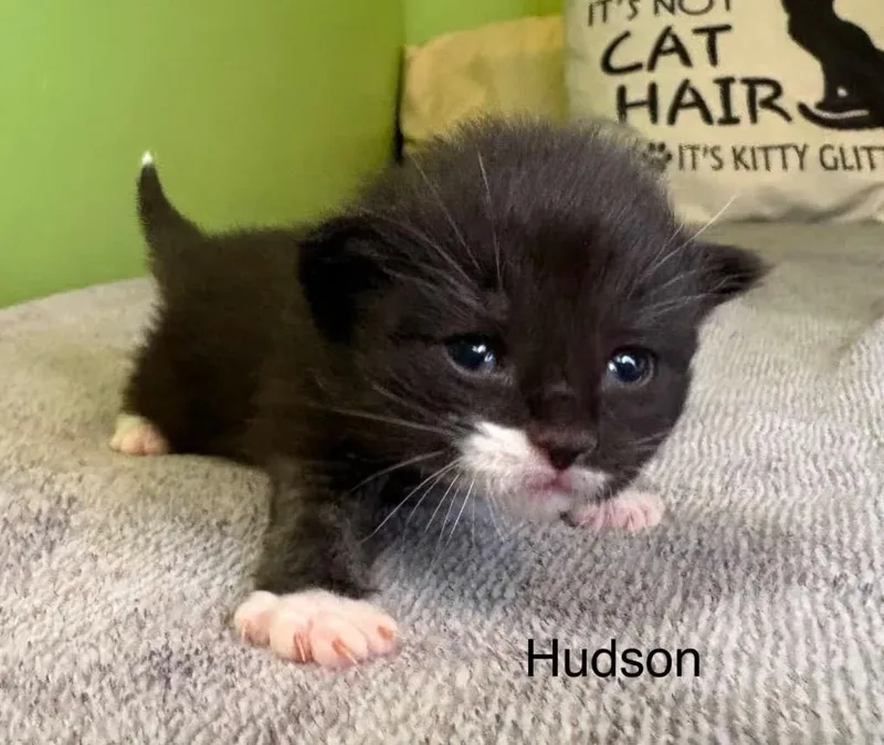 Hudson thumbnail 2