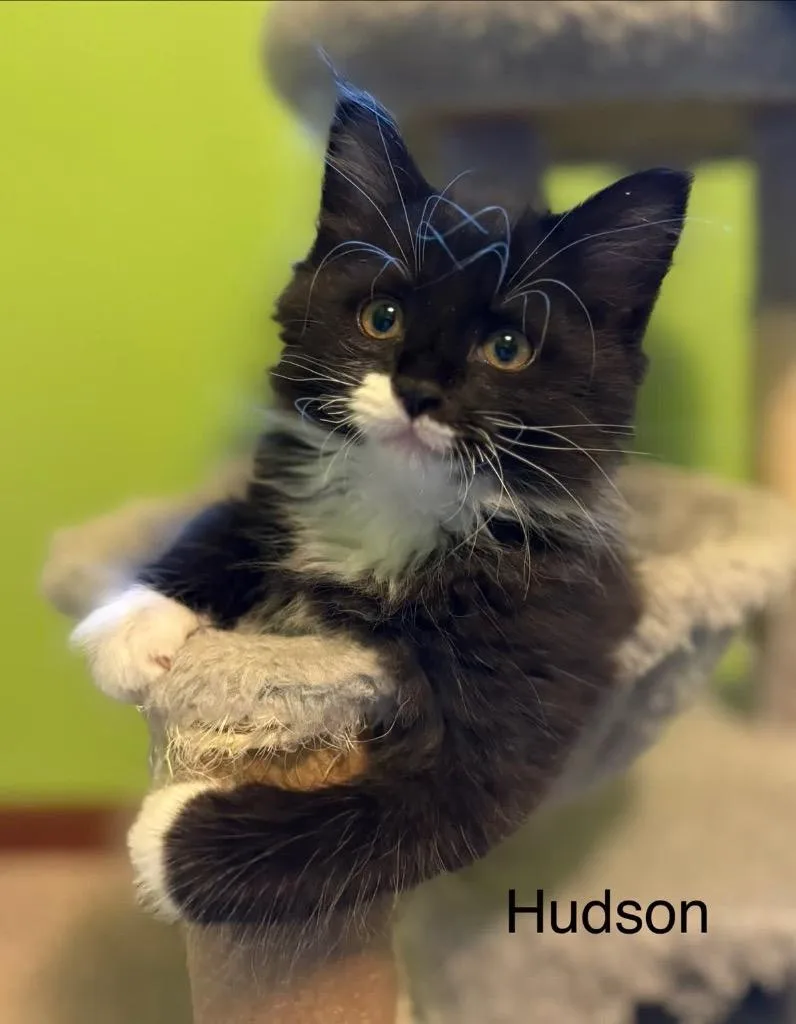 Hudson thumbnail 4