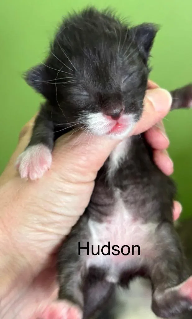 Hudson thumbnail 5