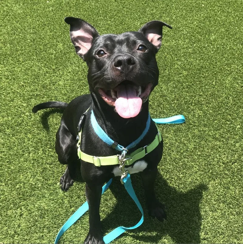 An adult medium-sized male Black Mixed Breed dog named Ralph for adoption in Pittsburgh, PA