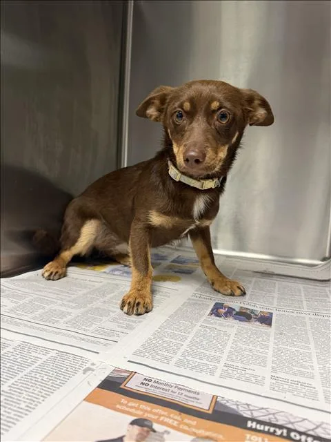 A young small-sized female Chihuahua dog named Canela for adoption in Van Nuys, CA