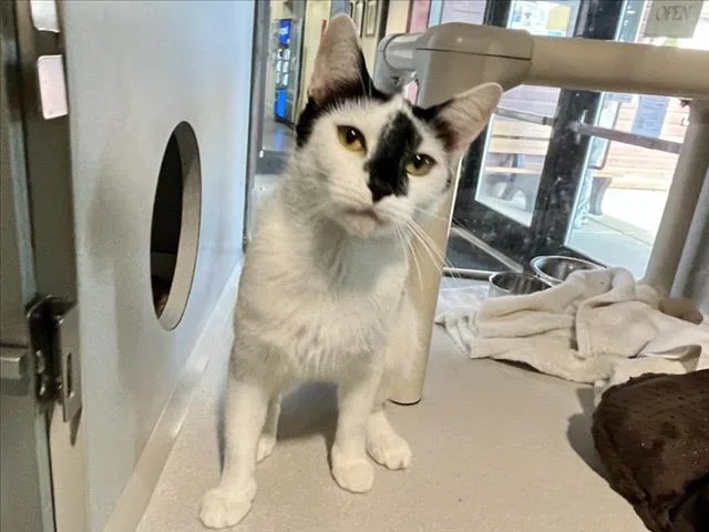 An adult medium-sized female Domestic Short Hair cat named Platinum for adoption in Chapel Hill, NC